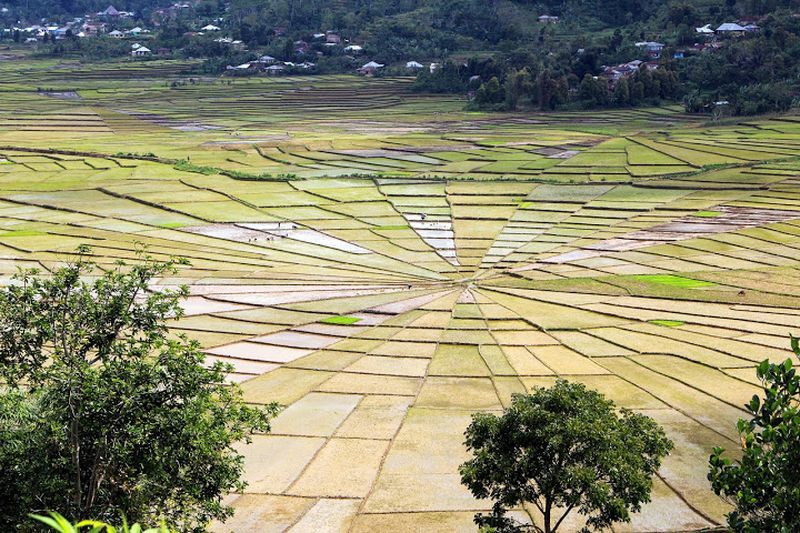 Rizières de Bajawa à Komodo