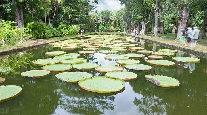  Jardin botanique de Curepipe