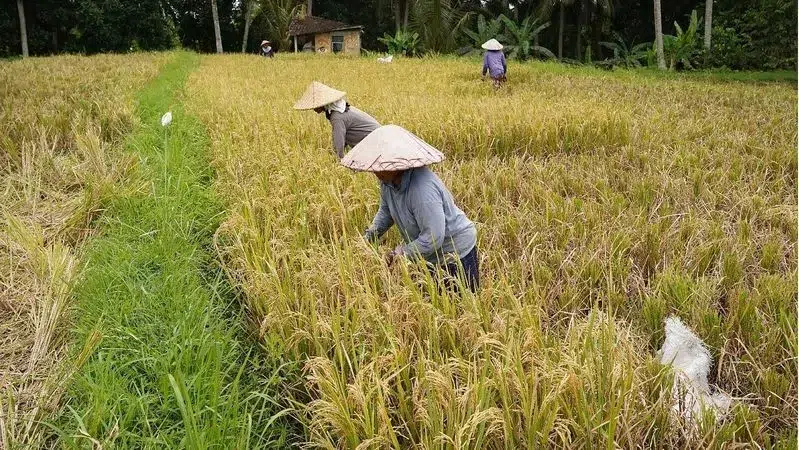 Sari Organik Ubud