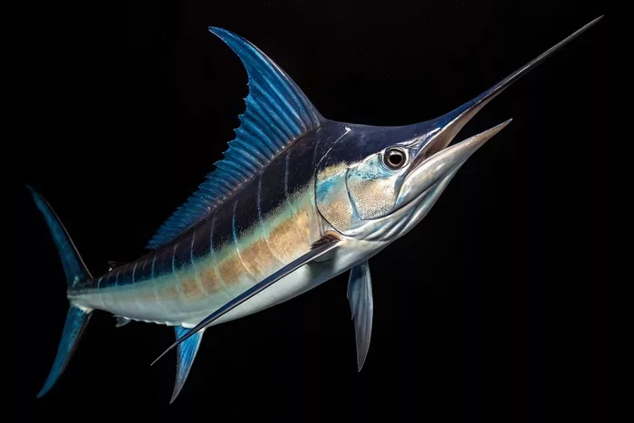 Pêche au gros à l’Île Maurice : tout ce qu'il faut savoir