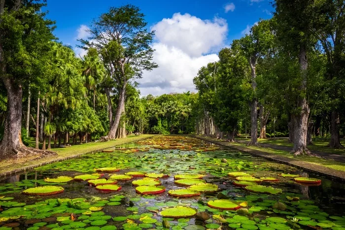 Jardin botanique de Pamplemousses