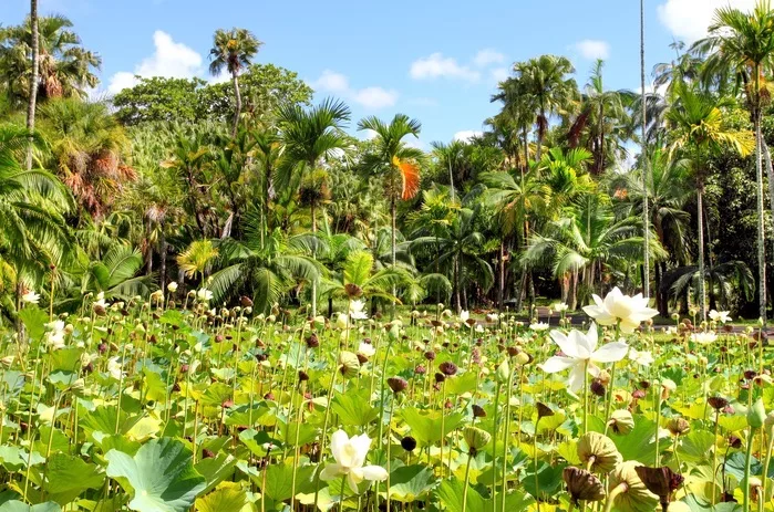 Jardin botanique de Pamplemousses