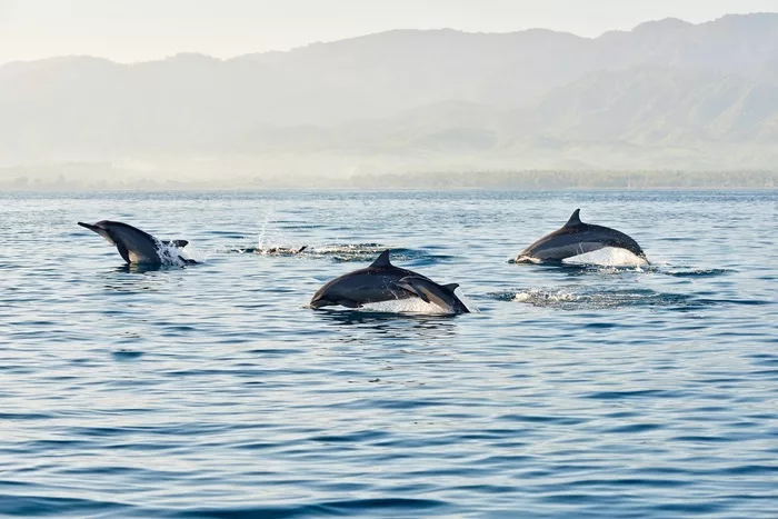 Dauphins Île Maurice 