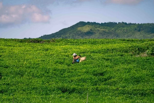Bois Chéri