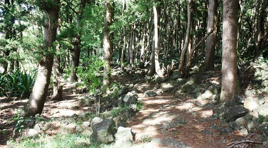 Forêt de Bras d’Eau 