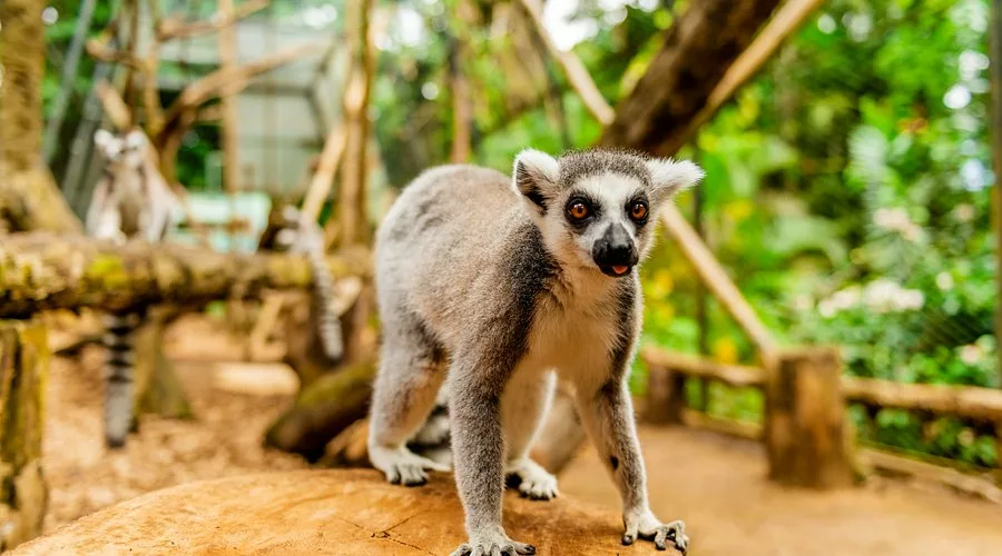 Île Maurice en famille : mon guide complet